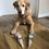 Thumbnail: DOGGY TREAT CONES / Doggy Birthdays / Easter Gift / Doggy Christmas Gift Cone /