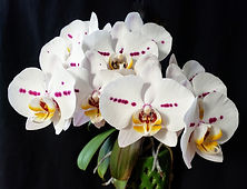 Phal NDL Orr.jpg