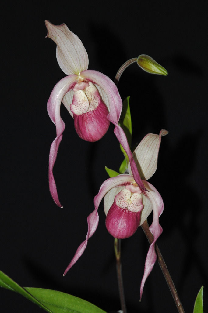 Phrag longifolium 'Pink' x warscewiczii