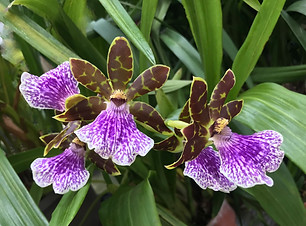 Zglm Rhein Harlequin Robinson.JPG