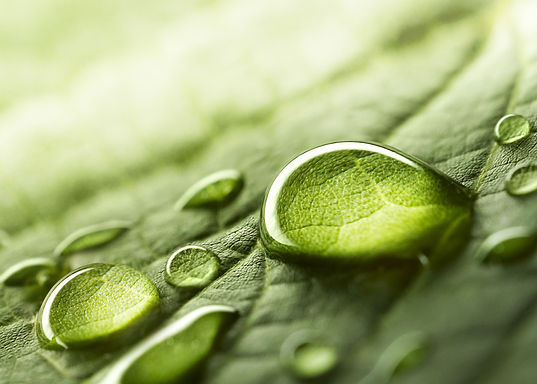 Large beautiful drops of transparent rain water on a green leaf macro Drops of dew in the
