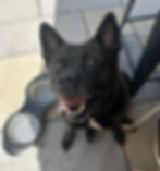 Beans the black dog