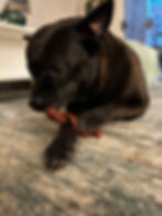 Black dog eating bone.