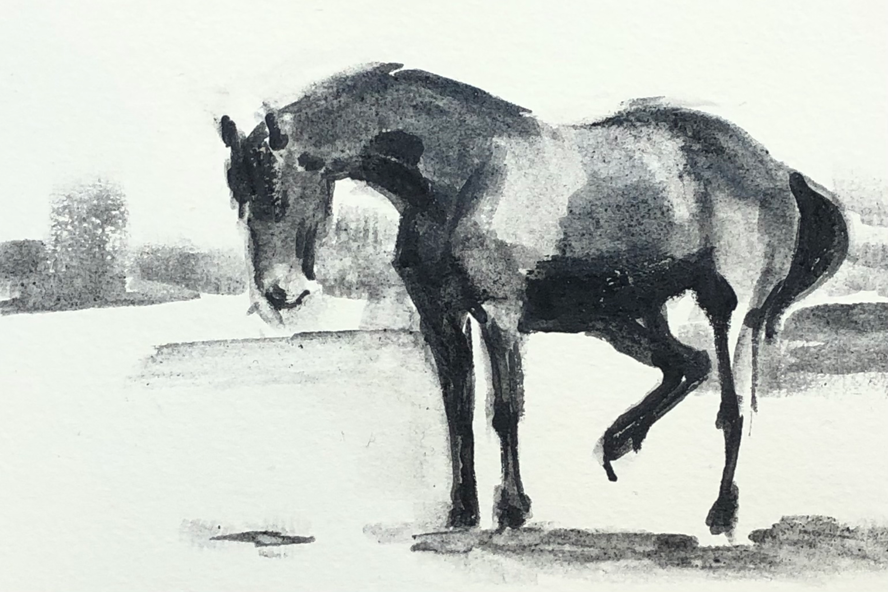 Horse kicking at a fly