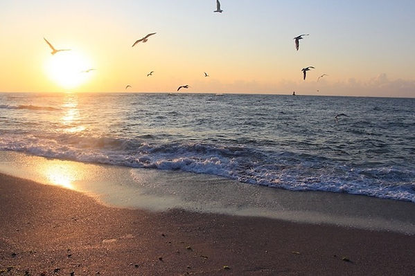 Möwen fliegen Meer beim Sonnenuntergang über das Meer und den Strand von Bulgarien