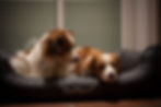 Becks und Firunja