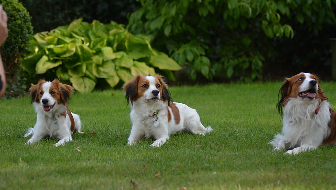Becks bekam am 03.09.2016 Besuch von Firunja und Avaya