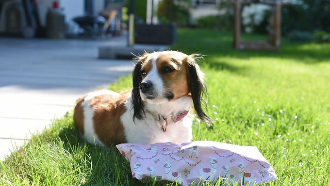 31.07.2020 - Pepper ist heute 3 Jahre geworden! 