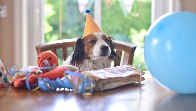 06.07.2018 - Becks feiert seinen 4. Geburtstag!