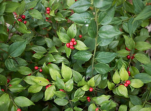 red fruit of Sarcococca ruscifolia plant.jpg