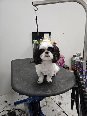 Groomed Shih Tzu on table