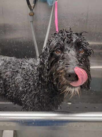 Wet curly dog in bath licking nose