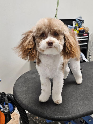 Groomed brown and white dog on a salon table