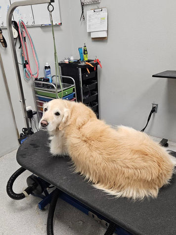 Fluffy dog on grooming table