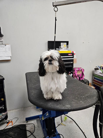 Black and white Shih Tzu on a grooming table