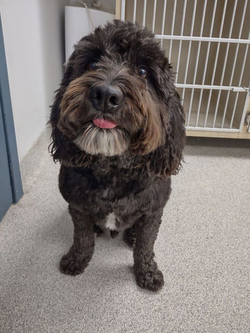 Dark shaggy dog with tongue out