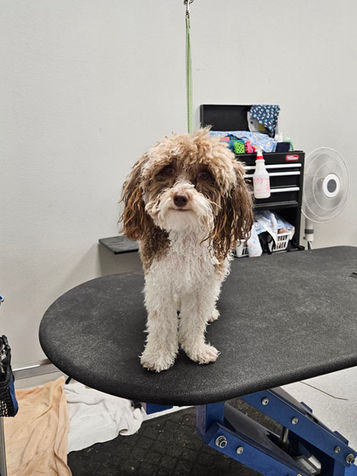 Small brown and white fluffy dog on grooming table