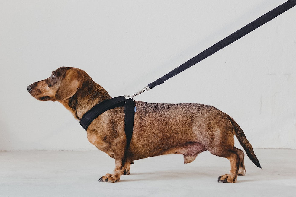 Destroyer - basic walk harness