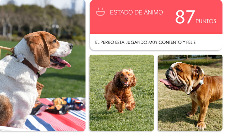 Miniatura: FIT P2 dispositivo inteligente para perros y gatos