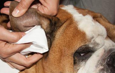 Miniatura: Toallitas Ecológicas