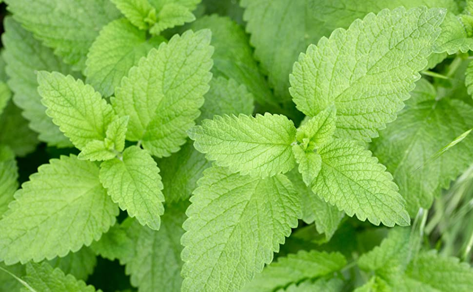Nettle, Urtica Dioica