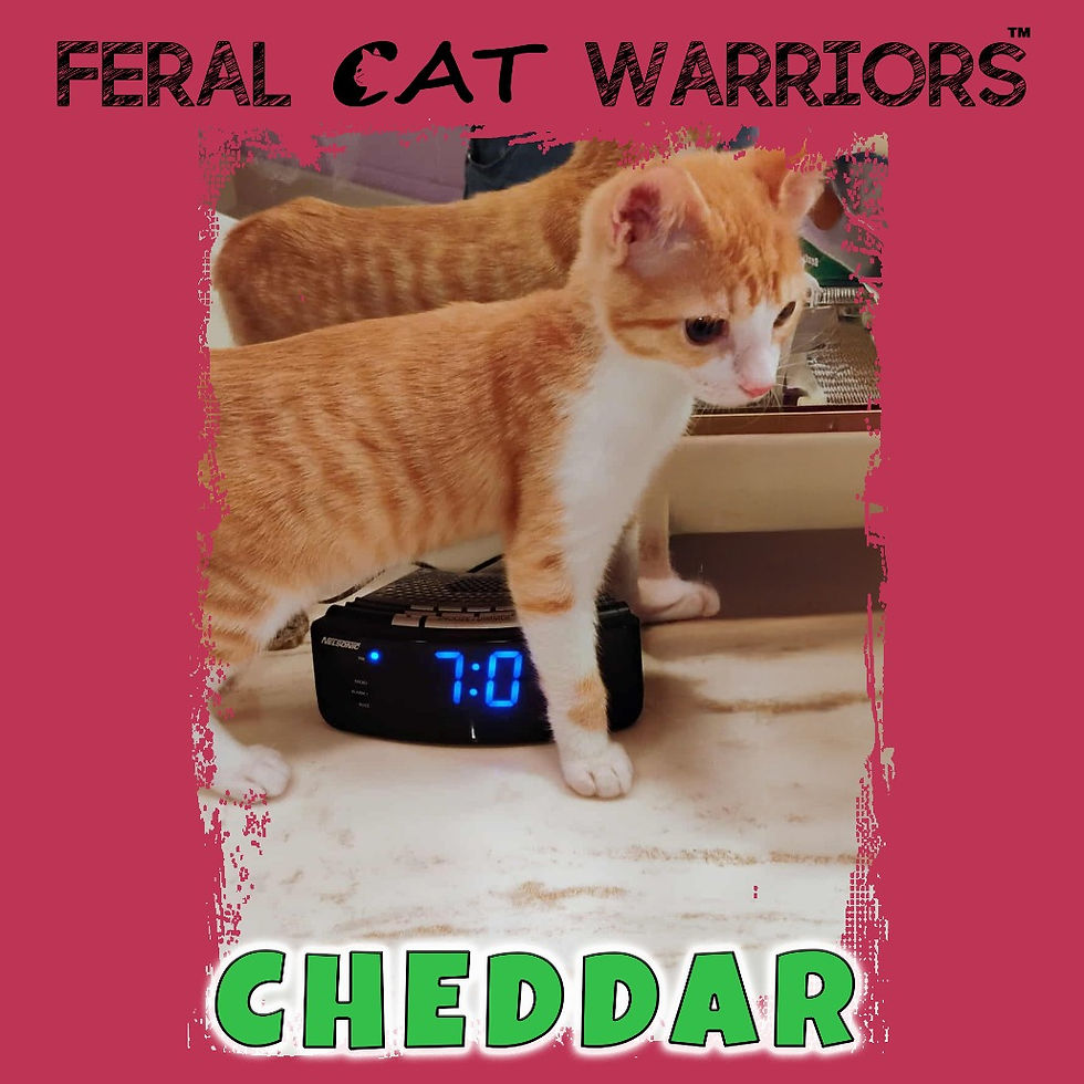Cheddar