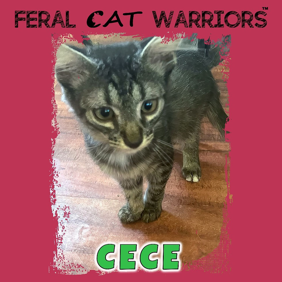 Cece