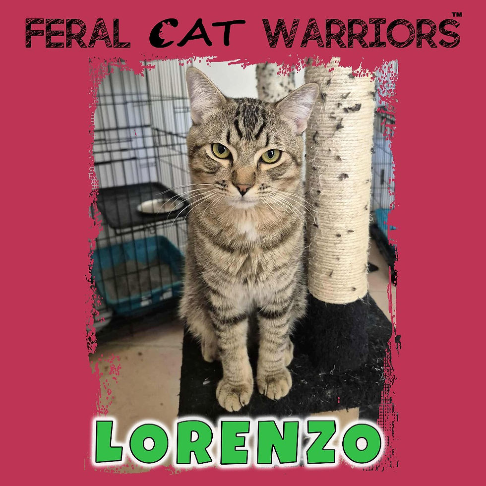 Lorenzo