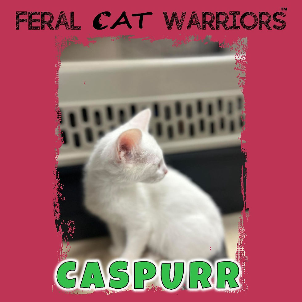 Caspurr