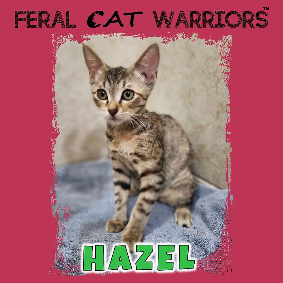 Hazel
