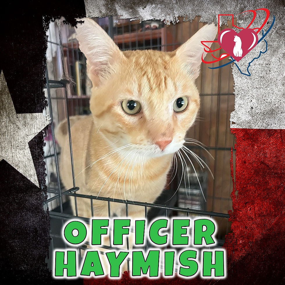 Officer Haymish (FIV+)