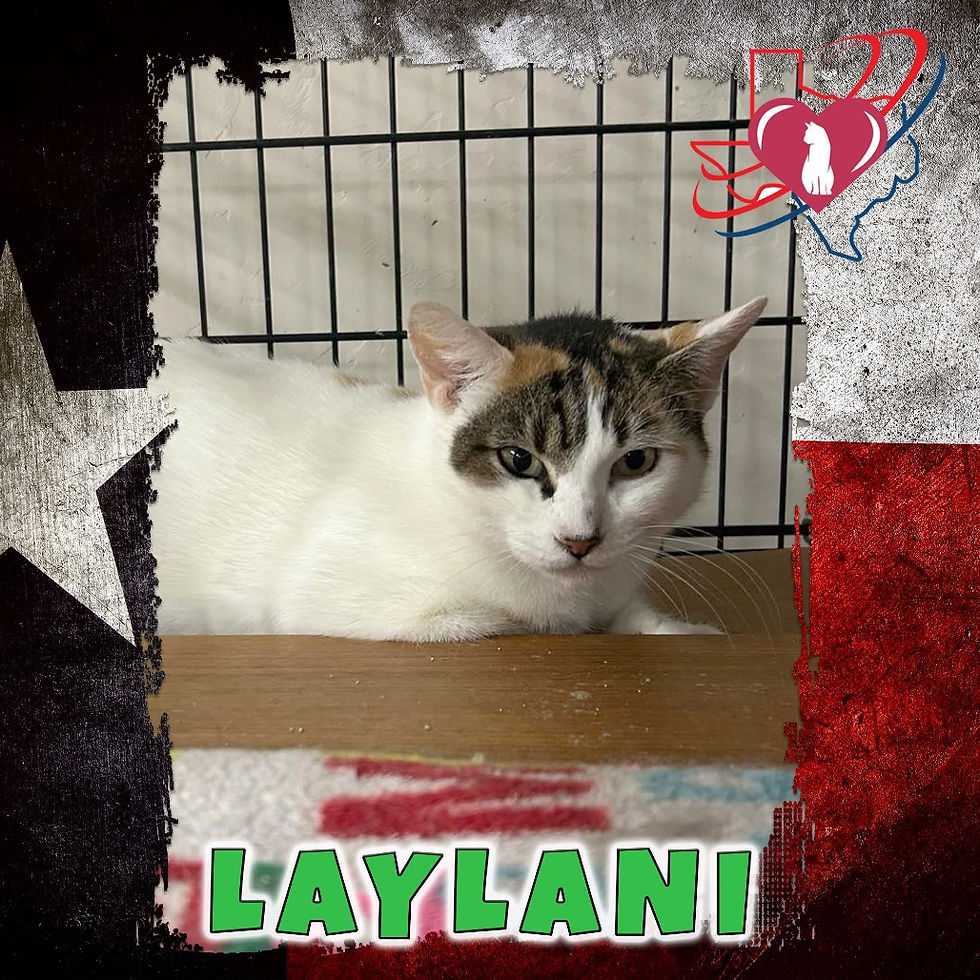 Laylani