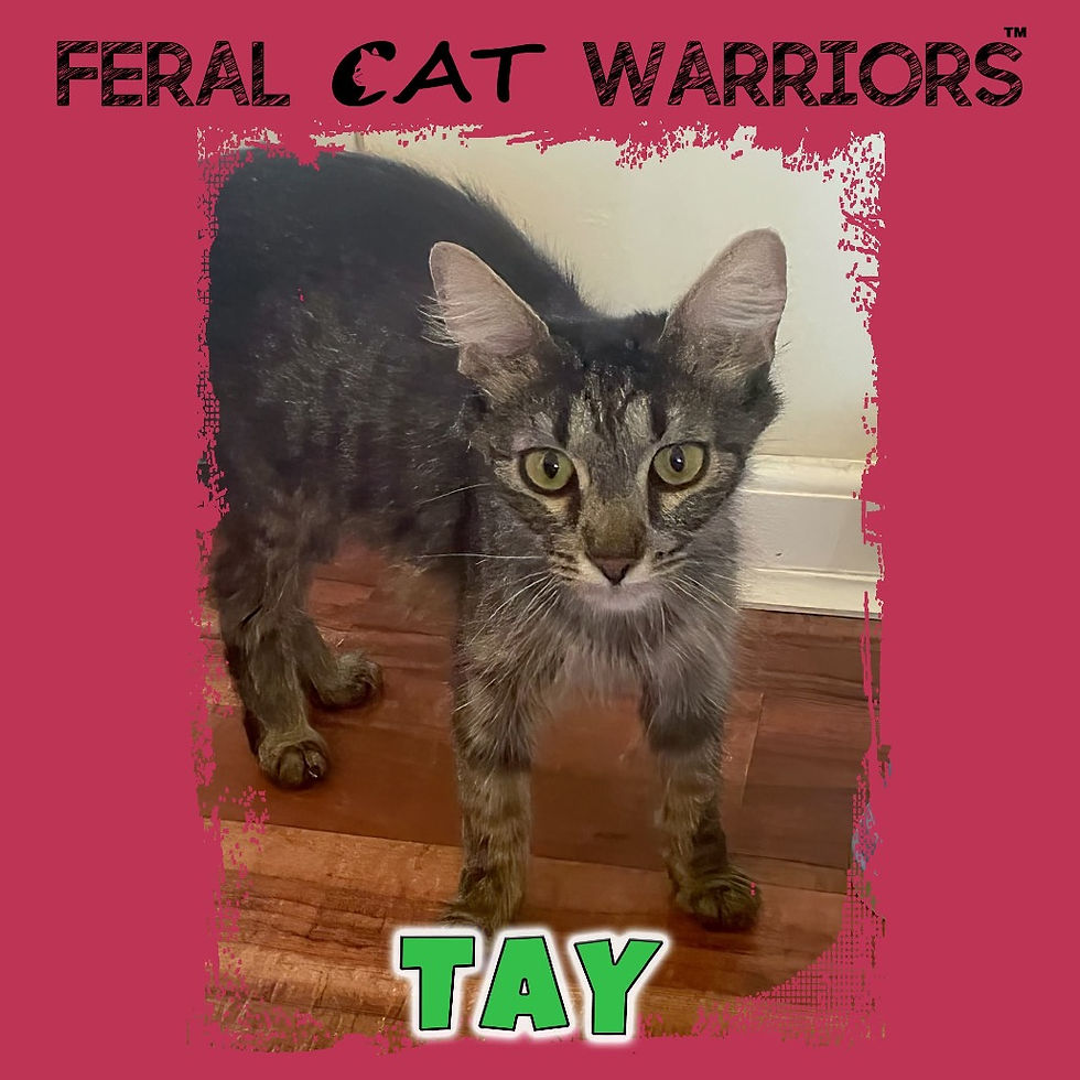 TAY