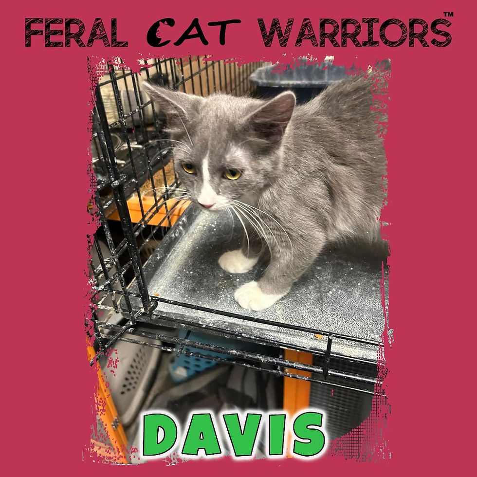 Davis