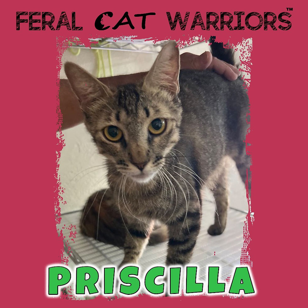 Priscilla
