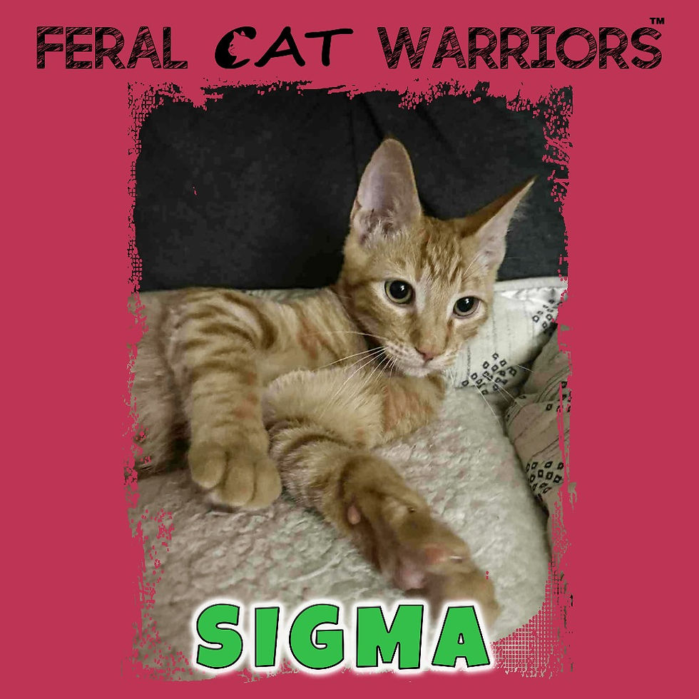 Sigma