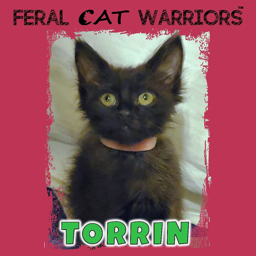 Torrin