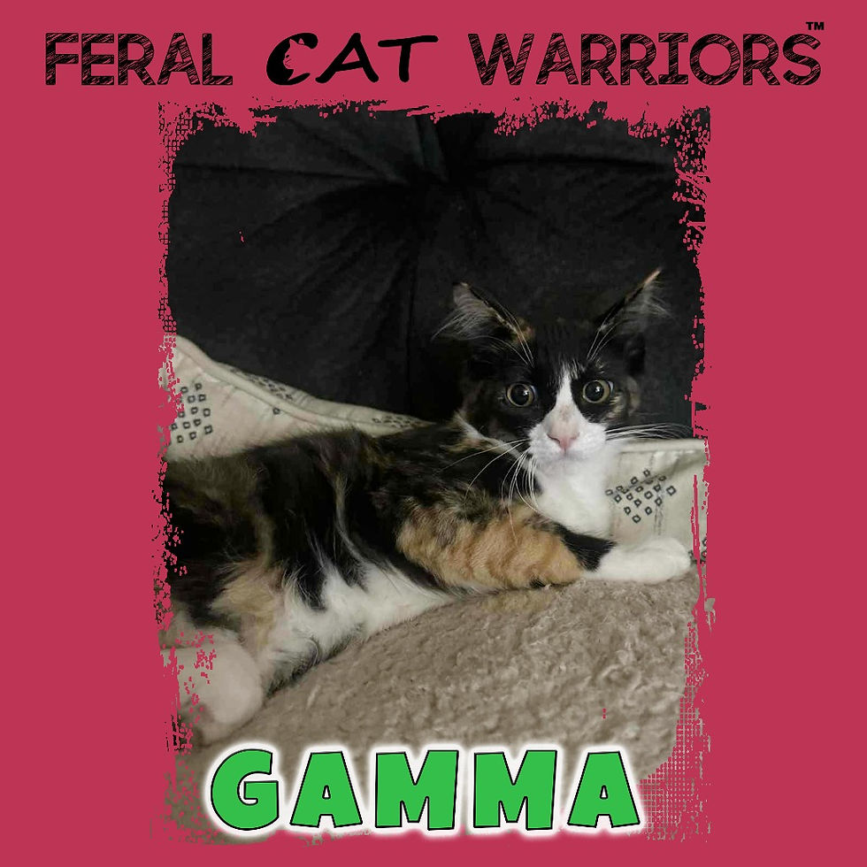 Gamma