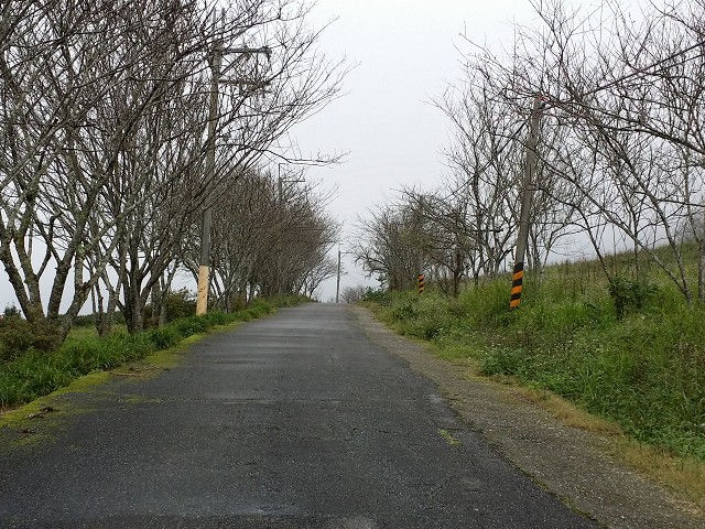 赤柯山金針花海