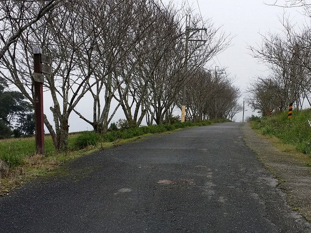 赤柯山金針花海
