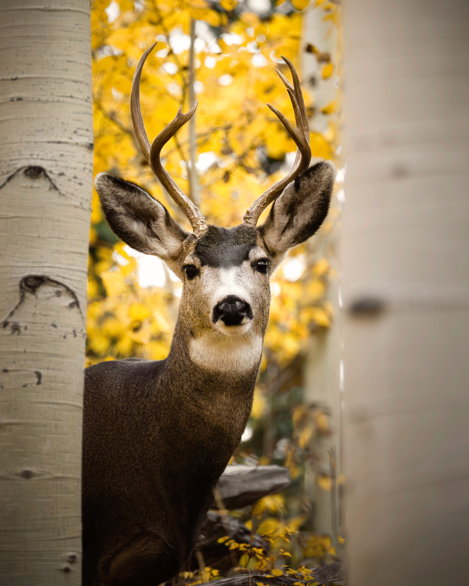 Through the looking Aspen