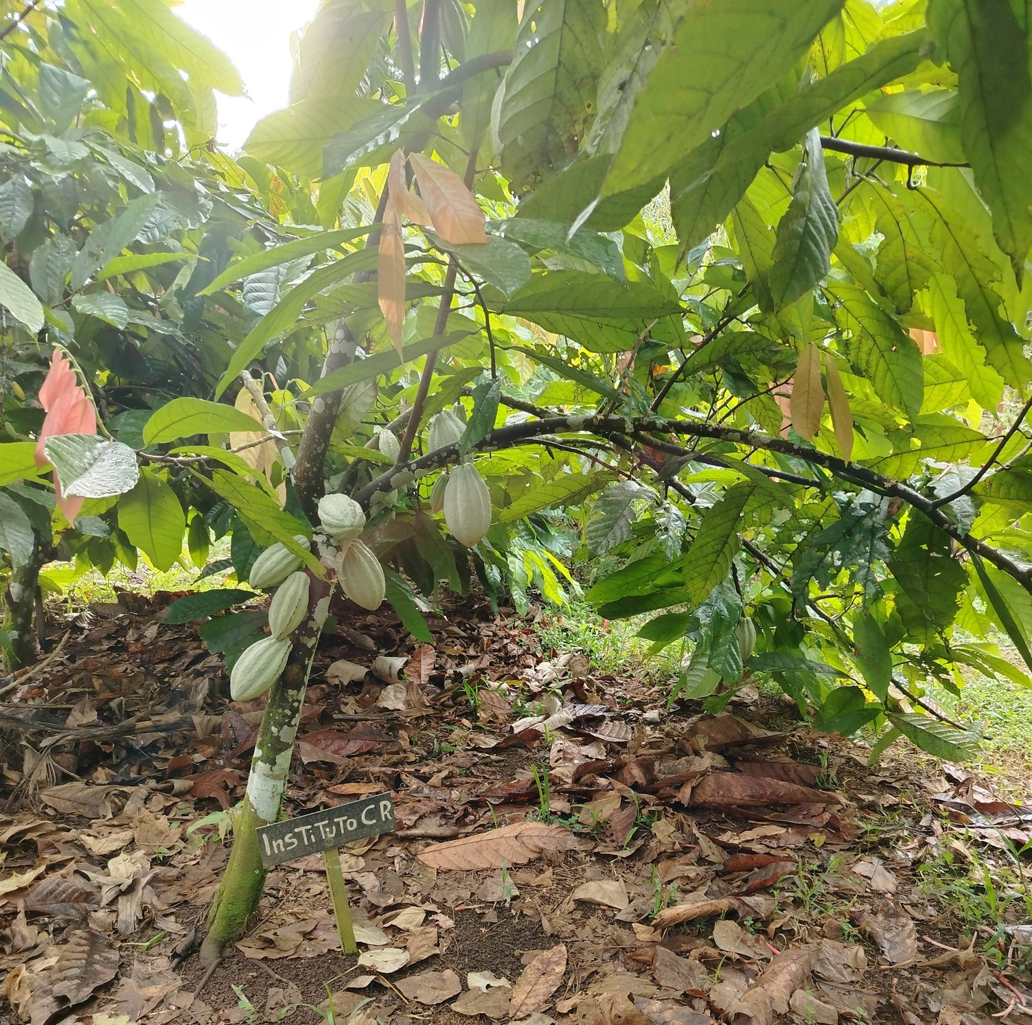 弊所のカカオ、2025.12.28