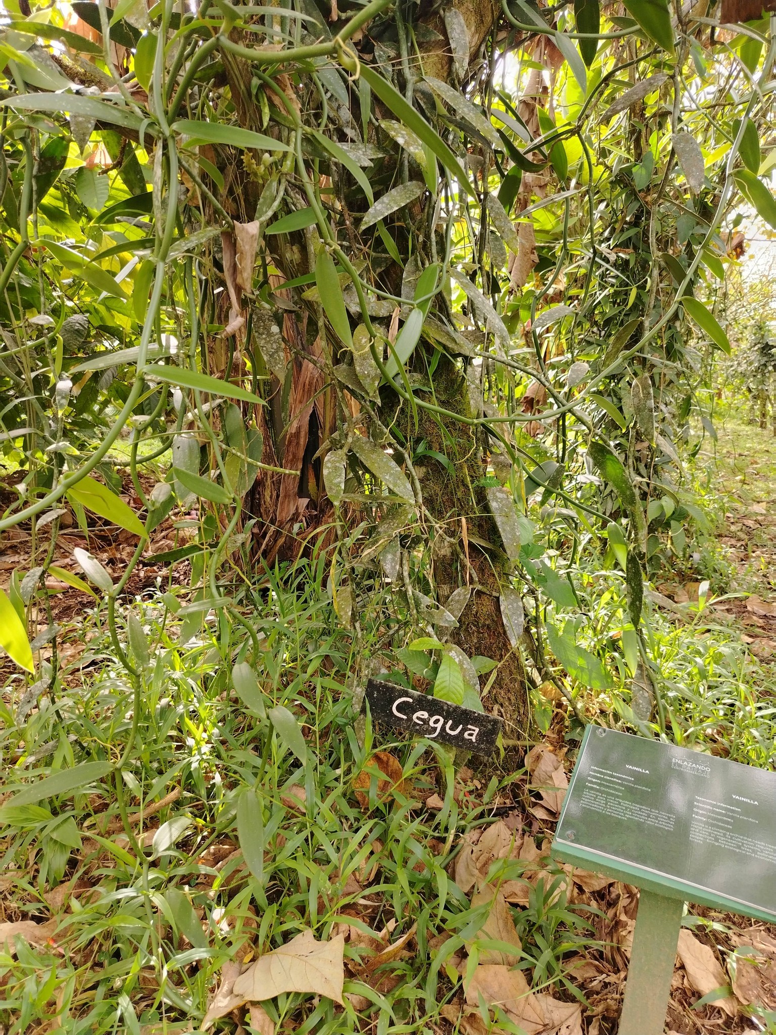 Ceguaのバニラ、2025.12.27