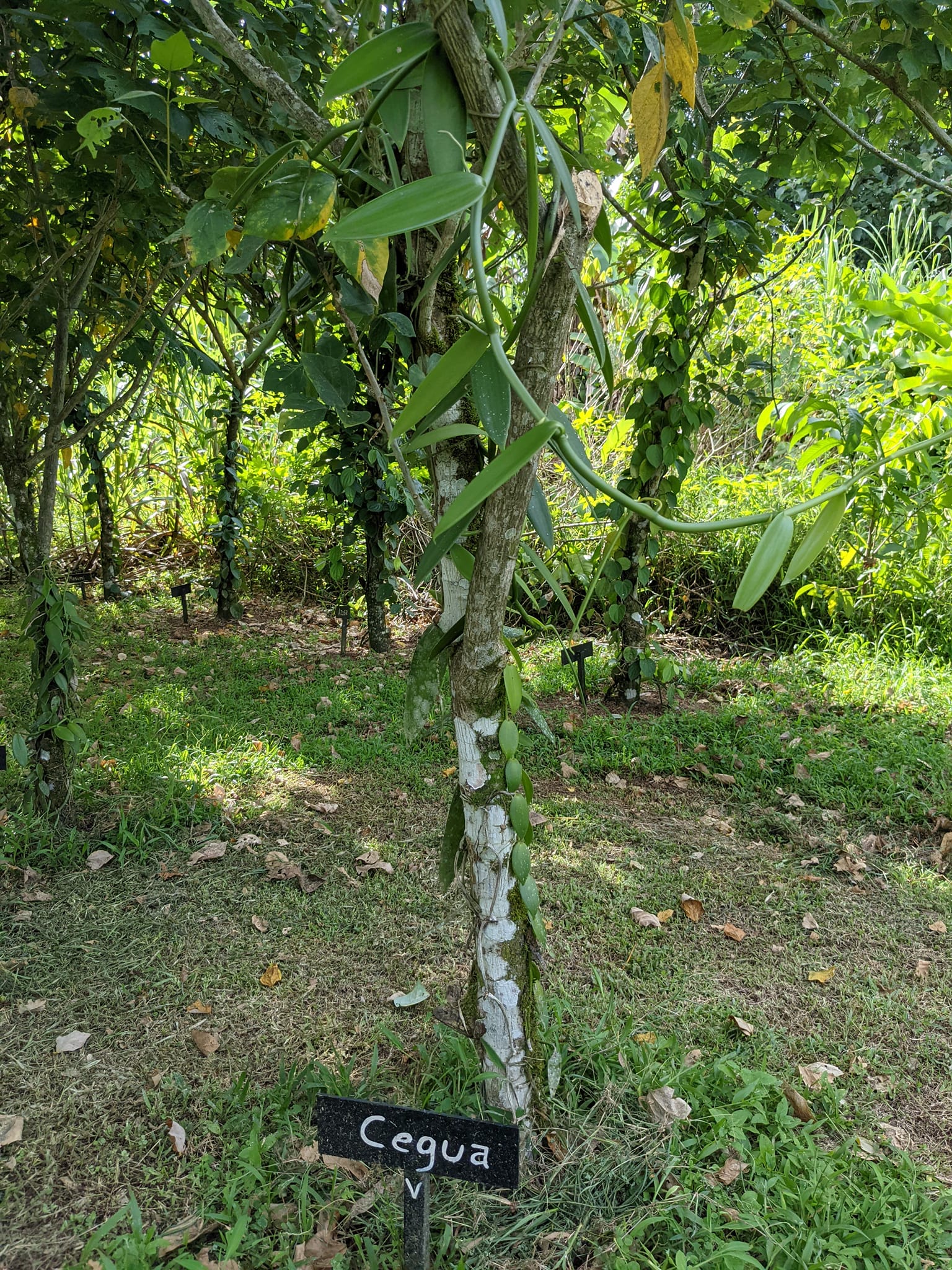 バニラ 2023年8月