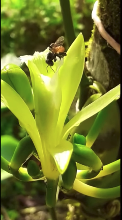 バニラの花にミツバチが訪れた様子