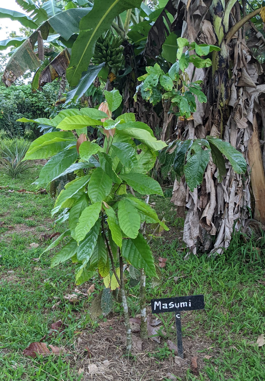 カカオ 2023年5月