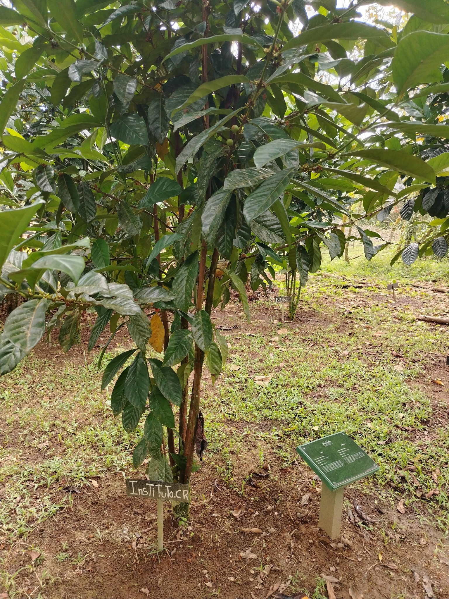 弊所のコーヒー、2025.12.27