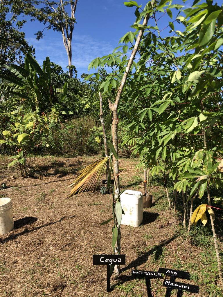 バニラ苗 植え付け当日 2022年2月8日