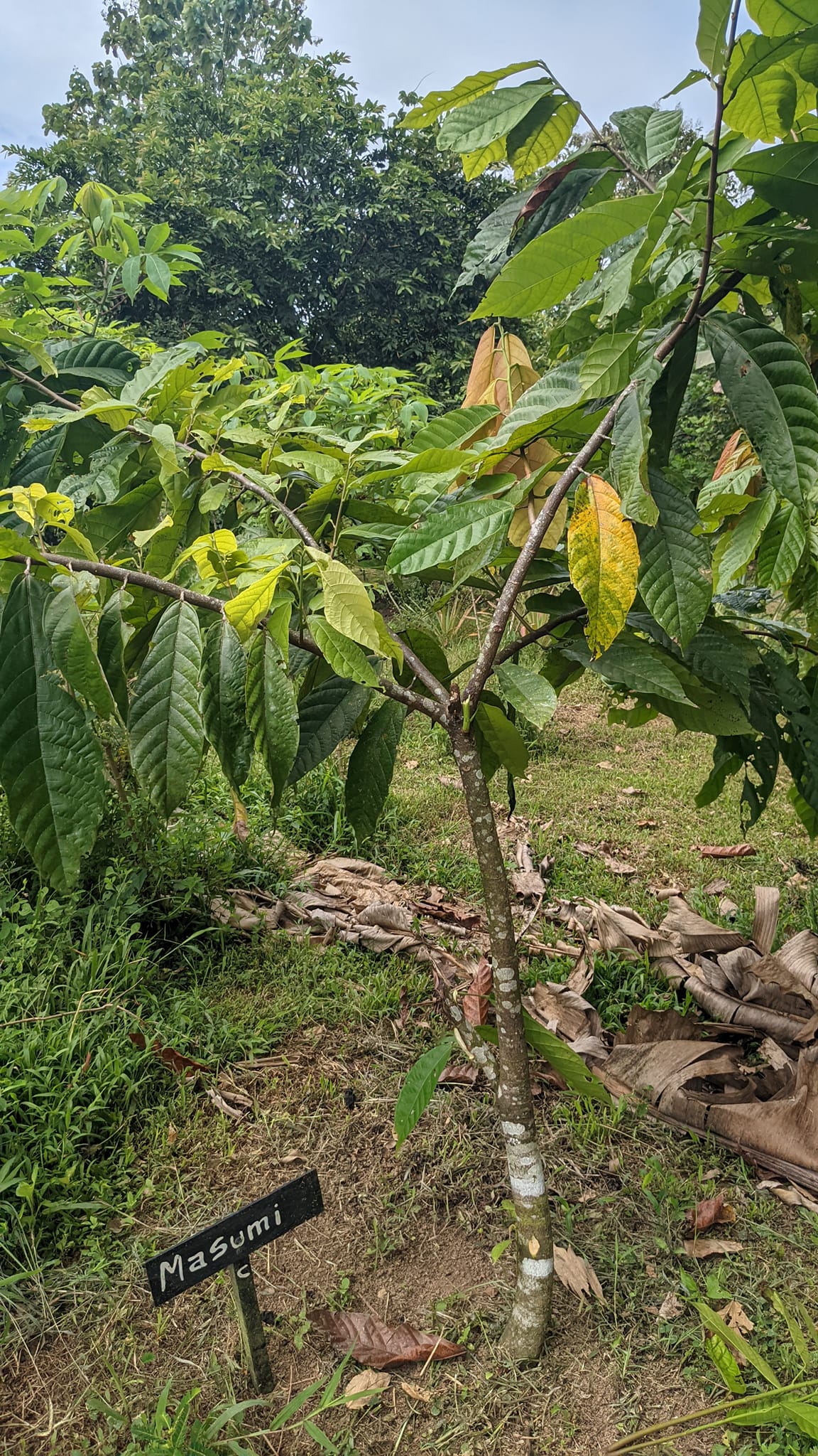 カカオ 2024年3月2日