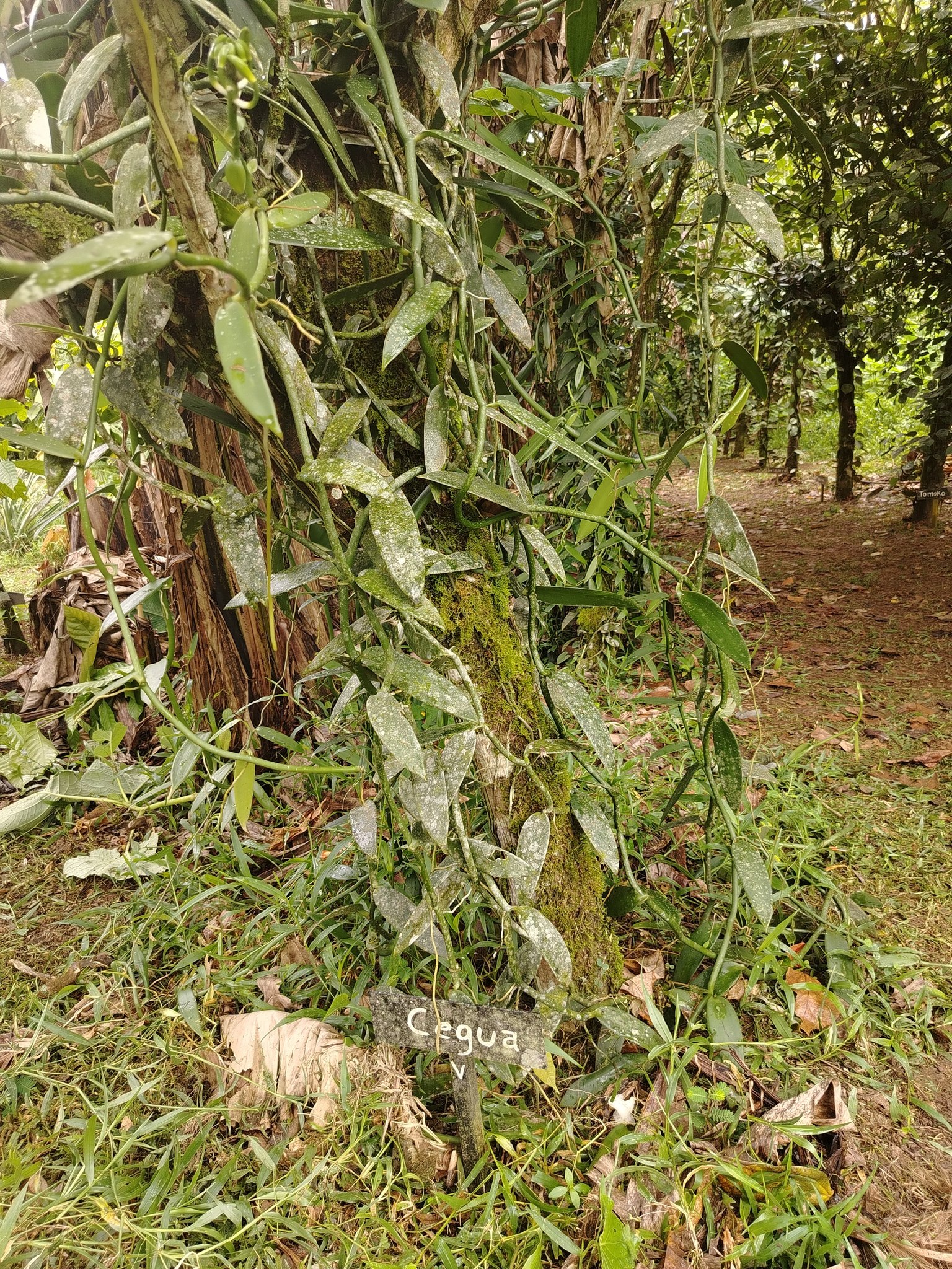 バニラ 2025年4月29日